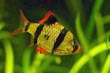 Tiger Barb Fish